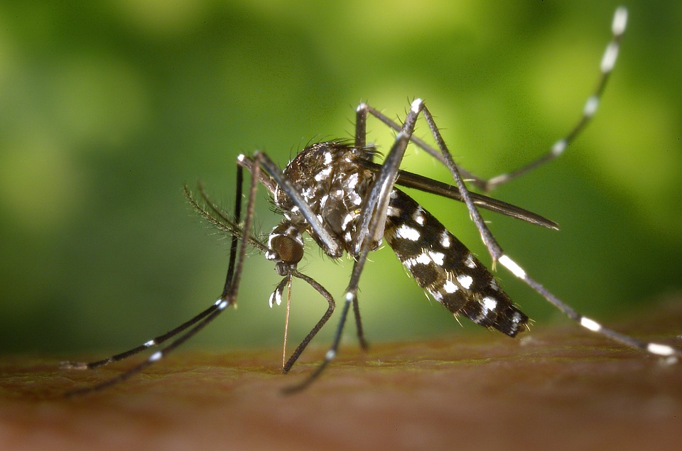 Muriaé registra redução do índice de infestação do Aedes aegypti