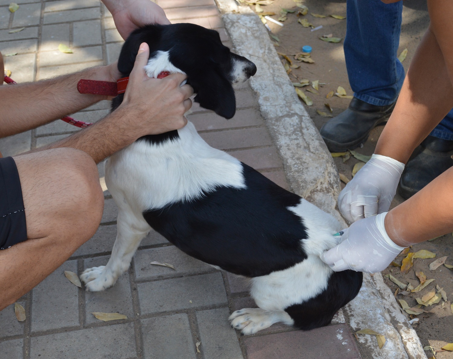 Prefeitura vacina cerca de 15 mil cães e gatos contra raiva em 2018